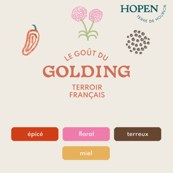 Houblon Bio Golding - Origine France - 1 ou 5 kg